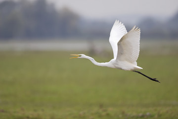 An adult Great egret Ardea alba taking off to the sky in a nature reserve in Poland.