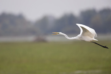 An adult Great egret Ardea alba taking off to the sky in a nature reserve in Poland.