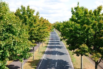 Tree lined road in Magdeburg, Germany
