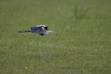 A grey heron (Ardea cinerea) in flight infront of a beautifull green background. 
