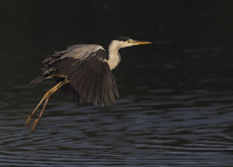 A grey heron (Ardea cinerea) in flight infront of a dark water background- with the morning sun shining on the heron.