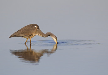 A grey heron (Ardea cinerea) foraging with reflection in the morning in calm blue water.