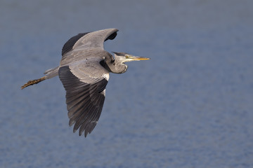 A grey heron (Ardea cinerea) in flight infront of a blue water background. 