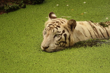 white tiger