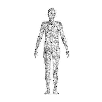 Human body. Isolated black vector illustration in low-poly style on a white background. The drawing consists of thin lines and dots. Polygonal image on topics of science or medicine. Low poly EPS.
