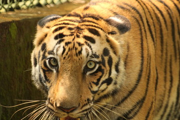 portrait of a tiger