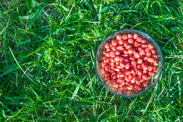 Treated colorful corn seeds ready for planting on green grass and wooren background. Pink color chemical sprayed corn seed, protect from insects and disease. © irissca