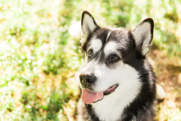 Playful husky dog on grass in the park