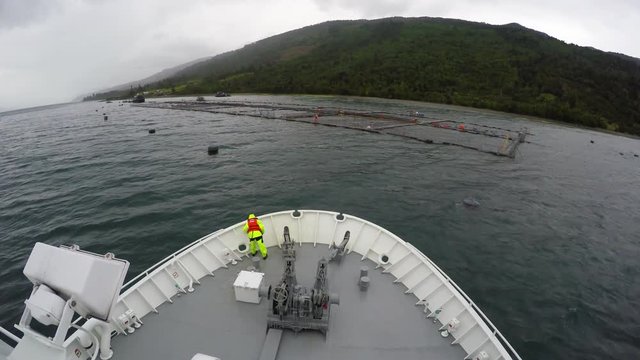 wellboat docking in salmon pens