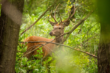 Male Red Deer (Cervus elaphus) in a dense forest