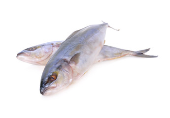 whole round Yellowtail fish or Hamachi fish on white background