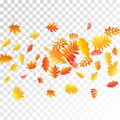 Oak, maple, wild ash rowan leaves vector, autumn foliage on transparent background.