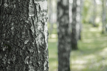 Obraz premium raw of birch trees in the park on a bright summer day rhythm closeup of a tree trunk