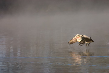 Fototapeta premium Pelican landing in the early morning sunlight and fog near Waikerie on the Murray River in South Australia.