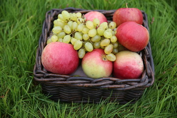 apples in a basket on green grass