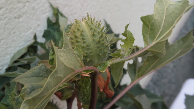 Estramonio Images Browse 62 Stock Photos, Vectors, and Video Adobe