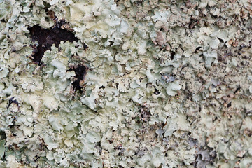 Lichen sur un arbre