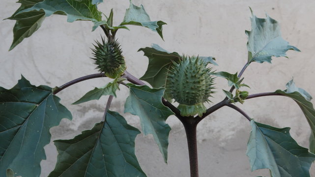 Estramonio, una planta venenosa, de la familia de las solan&aacute;ceas.