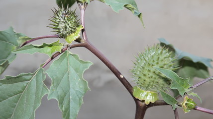 Estramonio, una planta venenosa, de la familia de las solanáceas.