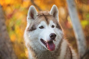 Close-up Portrait of cute Beige and white dog breed Siberian Husky posing in fall season on a bright forest background.