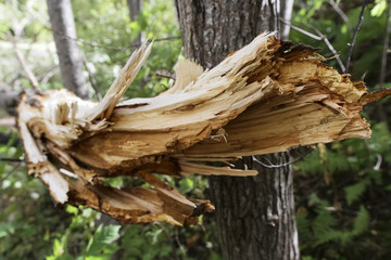 Storm damage and broken tree in the forest