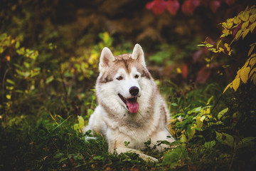 Portrait of beautiful siberian Husky dog lying in the bright fall forest at sunset