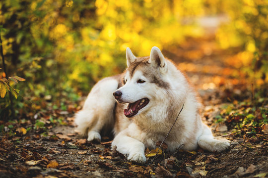 Portrait of beautiful siberian Husky dog lying in the bright fall forest at sunset