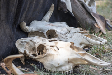 Naklejka premium Skull of a wild animal 