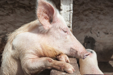 Boar. Large pig sitting in a pen on the farm.