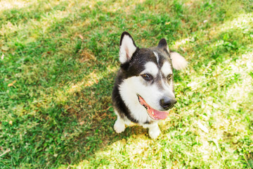 Black and white husky dog sitting on green grass in the park. Big husky dog