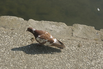 pigeon