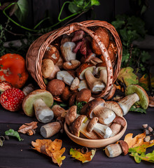 Autumn Cep Mushrooms. Basket with porcini mushrooms on the background of a tree. Close -up on wood rustic table. Cooking delicious organic mushroom.