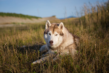 Portrait of lovely siberian husky dog with brown eyes lying in the field near the sea at golden sunset