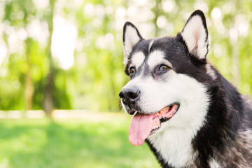 Black and white husky dog with tongue. Big dog in the park. Dog's face