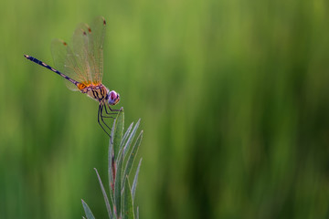 Trithemis pallidinervis,The long-legged marsh glider dragonfly on grass