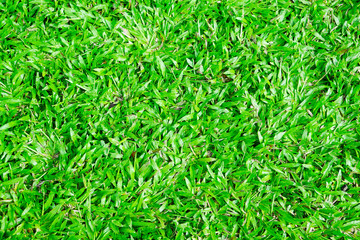 Green field,background