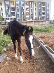 horse closeup view