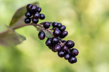Ligustrum - vulgare