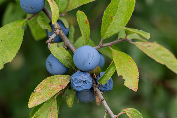Blaubeeren