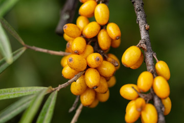 Gelbe Meerwegdorn Beeren am Ast