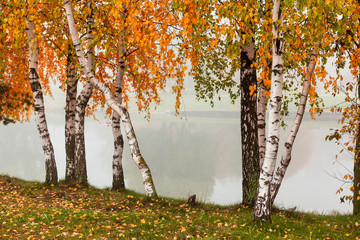 Fototapety  Poziome jesienne tło z brzozami z gałęziami pomarańczowych i zielonych liści i białych pni w mglistym parku