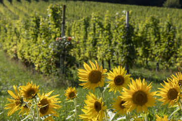 field of sunflowers in a vineyard in southern styria,area named suedsteirische weinstrasse in...