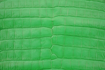Close up of Green Crocodile,Alligator belly skin texture use for wallpaper background.Luxury Design pattern for Business and Fashion.Top view surface in backdrop.
