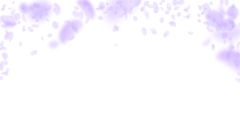 Violet flower petals falling down. Alluring romantic flowers falling rain. Flying petal on white wid