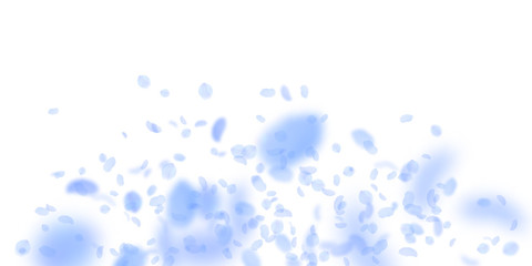 Dark blue flower petals falling down. Artistic romantic flowers explosion. Flying petal on white wid