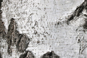 pattern of birch bark with black birch stripes on white birch bark and with wooden birch bark texture