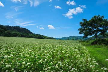 ソバの花　蕎麦畑