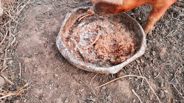 Young red pig Duroc breed eats porridge from an aluminum basin in rural yard with chickens.