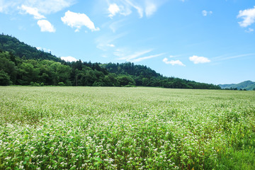 ソバの花　蕎麦畑