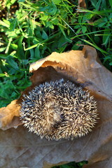 European Hedgehog in Autumn, with leaves. Latin Name: Erinaceus Europaeus.